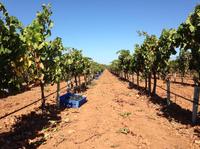 Visite privée: Mallorca Wine Trip Dégustation et North Coast Sightseeing Cruise