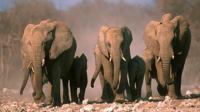 3-Day Etosha Tour from Windhoek 