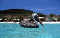 Private Curaçao Beaches Tour Including Kenepa Beach