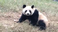 Beijing Family Adventure Tour: Pandas and Juyongguan Great Wall and Flying Kite