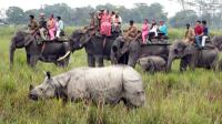6-Day Tour of Exotic Inde du Nord: Mawsmai Caves, Double Decker Living Racine Bridge et Parc national de Kaziranga