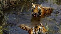 7-Day Wildlife Safaris in Central India from Jabalpur to Khajuraho
