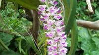 8 jours Adventure Tour de l'Inde du Nord: Orchidées sauvages vallées et montagnes enneigées de Guwahati à Jorhat