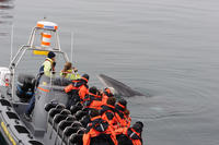 Croisière d'observation des baleines en petit groupe à bord d'RIB non (canot pneumatique rigide) à Reykjavik