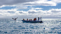 Crucero de avistamiento de ballenas en RIB de Reikiavik para grupos pequeños Crucero de avistamiento de ballenas en RIB de Reikiavik para grupos pequeños