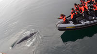 Crucero de avistamiento de ballenas para grupos pequeños en Reikiavik: con entrada a la exposición de ballenas de Islandia Crucero de avistamiento de ballenas para grupos pequeños en Reikiavik: con entrada a la exposición de ballenas de Islandia