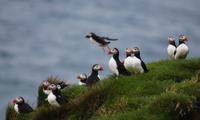 Small-Group Puffin Watching RIB Cruise from Reykjavik