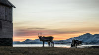 Small-group Arctic Landscapes Sightseeing Tour from Tromso - Winter