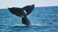 Whale Watching on Taboga and Taboguilla Islands