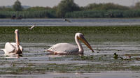 4 jours Floating Hôtel à Delta du Danube Tour de Tulcea