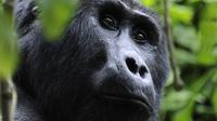 4-Day Fly-In Gorilla Tracking Safari from Entebbe