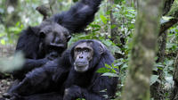 4 Days Fly in Double tracking Gorilla safari