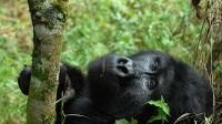 4 Days Flying Gorilla Safari From Uganda 