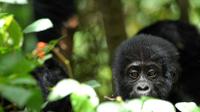 5 Days Rwanda Uganda  Gorilla Tour