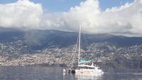 Dolphin Spotting and Whale Watching from Funchal