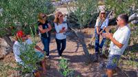 Olive Oil Tour of Solta Island