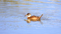 Bird Watching Tour in Alicante