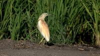 Private Birdwatching Tour in Valencia's Albufera National Park