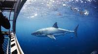 Great White Shark Cruise with Optional Cage Dive and Aqua Sub from Port Lincoln