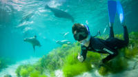 Half-Day Sea Lion Snorkeling Tour from Port Lincoln