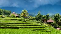 Ubud Rice Field Trekking Tour