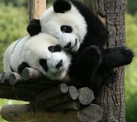 One-Day Private Panda Tour of Chengdu