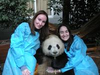 One-Day Private Panda Tour of Chengdu