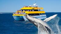 Spirit of Hervey Bay Whale Watching Cruise