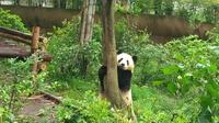 One-Day Private Customize-able Chengdu Panda Breeding & Research Center and City Highlights