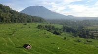 Tenganan Village Rice Field Trekking Tour 