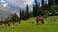 Private Tour: Thajiwas Glacier, Meadow of Gold, and More from Srinagar