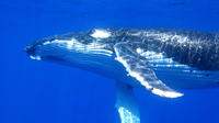 Humpback Whale Interaction Experience from Exmouth on Luxury Sailing Catamaran