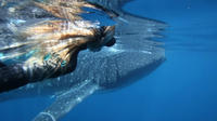 Swimming with Whale Sharks in Ningaloo Reef from Exmouth