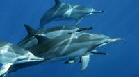 Dolphin Snorkel Tour Hawaii