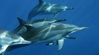 Dolphin Swim Kona Snorkel Adventure