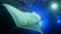 Manta Ray Night Snorkel Big Island Hawaii