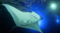 Manta Ray Nuit Snorkel Kona Big Island