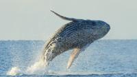 Whale Adventure Regarder De Kona Hawaii