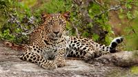Nuit Leopard Safari avec Luxury Tented Camping