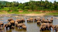 Pinnawala Elephant Orphanage Day Trip