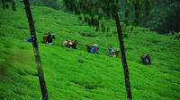 3-Day Eastern Paradise Ilam Tour from Kathmandu