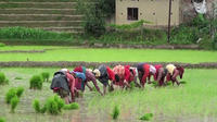 Rice Plantation Experience in Bhaktapur