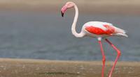 2-Day Independent Tour of Bharatpur Bird Sanctuary and Deeg Palace from Delhi by Private Car