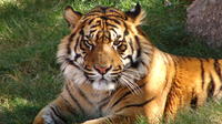 7-Day Independent Tour of Delhi, Agra, Jaipur with Tiger Safari and Private Car
