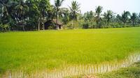 Day Trip to Ben Tre from Ho Chi Minh City Including a River Cruise