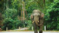 Day Trip to Khao Yai National Park including Elephant Ride