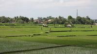 Private Village Lifestyle and Traditional Farming Tour in Ubud