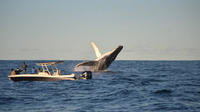Observation des baleines à Sydney en vedette image 1 Observation des baleines à Sydney en vedette image 1