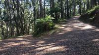 Half-Day Mount Dandenong Trail Running Tour Including Breakfast image 1 Half-Day Mount Dandenong Trail Running Tour Including Breakfast image 1