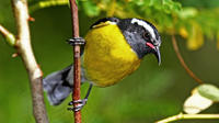 St Maarten Bird-Watching Tour